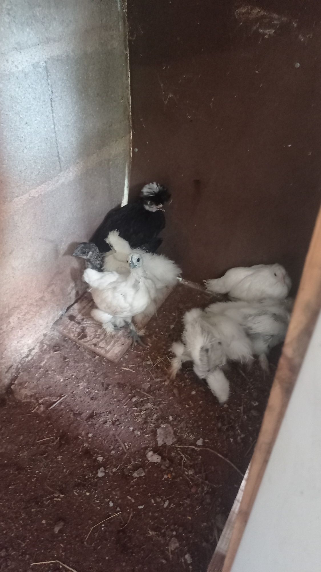 Pintos de várias raças