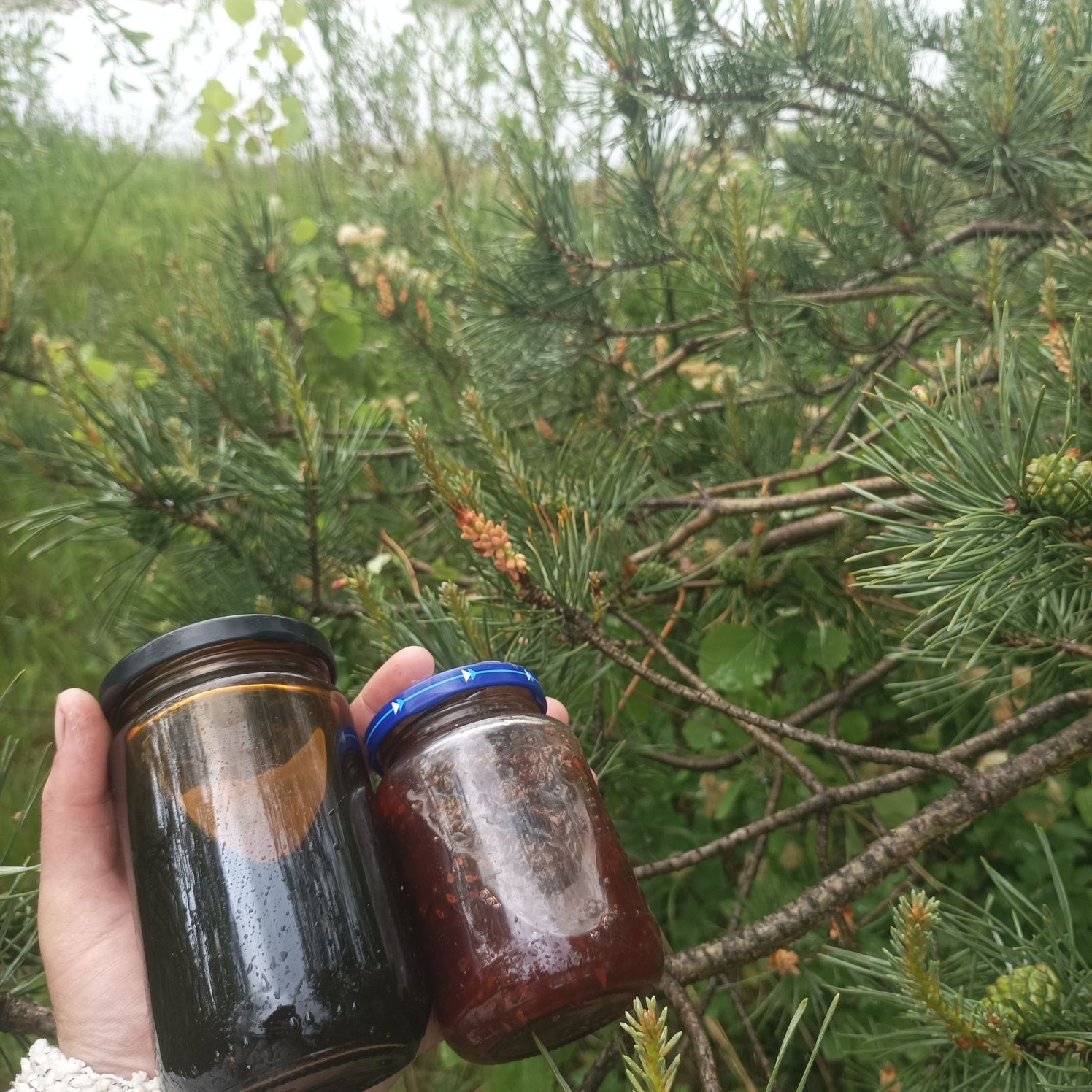 Шишки, варення з шишок,мед, варення з відростків смереки з Карпат