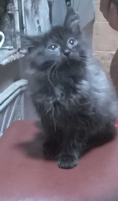 Котики 2 хлопчика