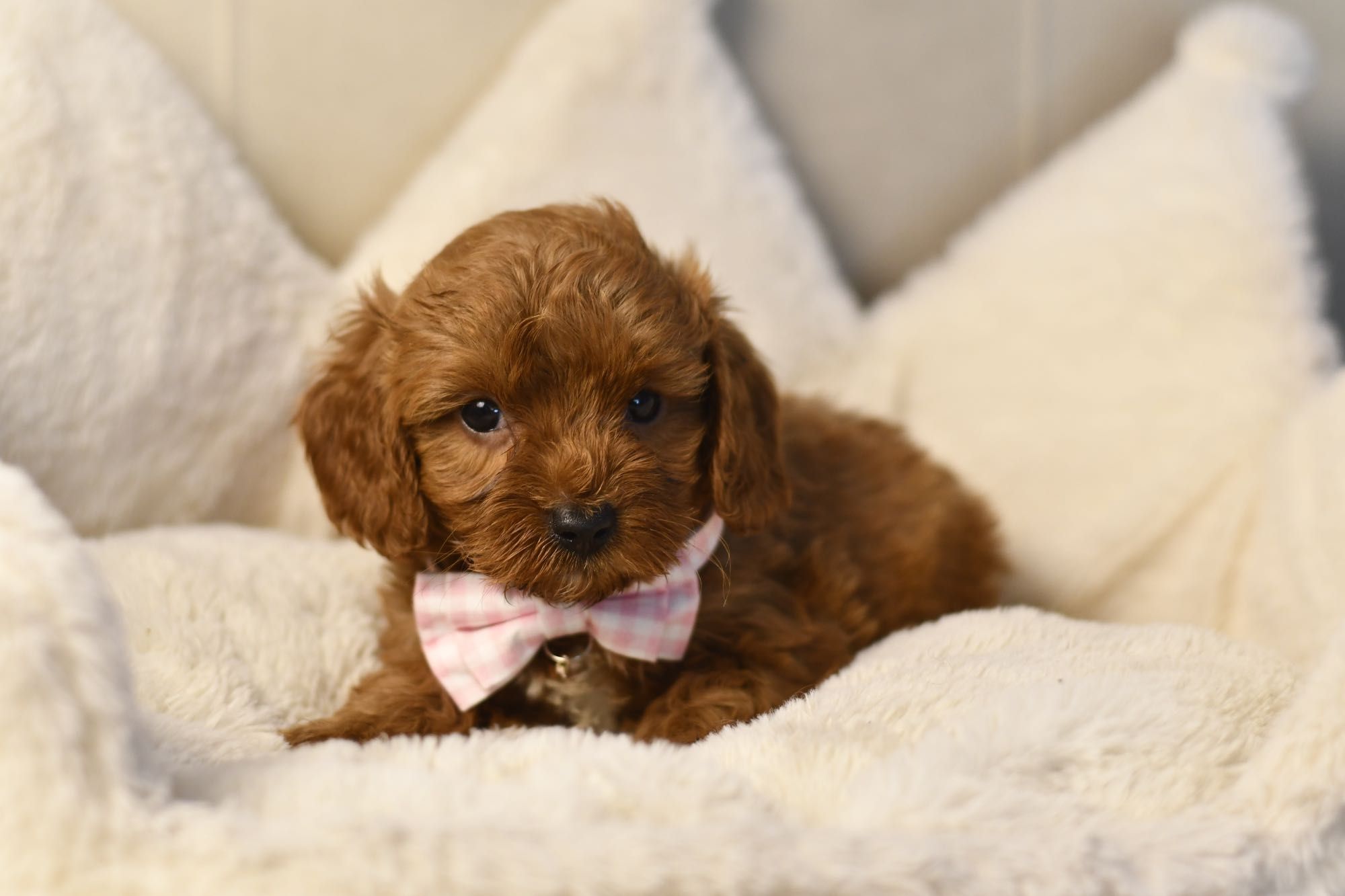 Cavapoo F1 RED BROWN wyjątkowa dziewczynka gotowa do odbioru