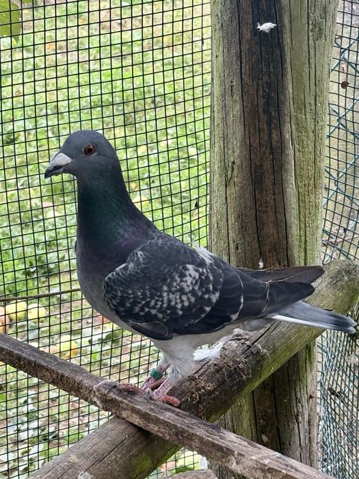Pombos linha antiga 2025 - casais