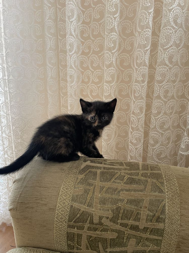 Кошеня у добрі руки, кішка