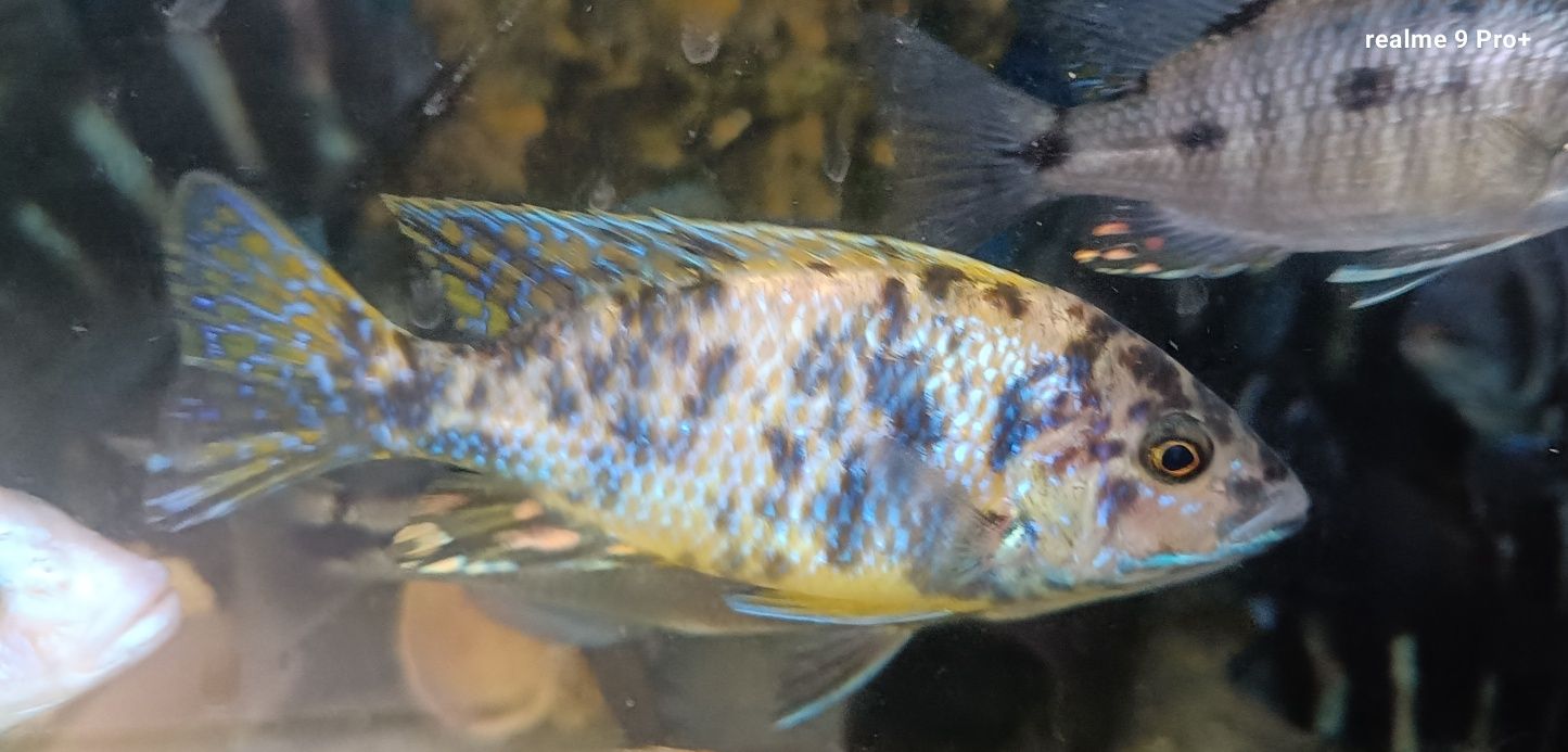 Aulonocara calico