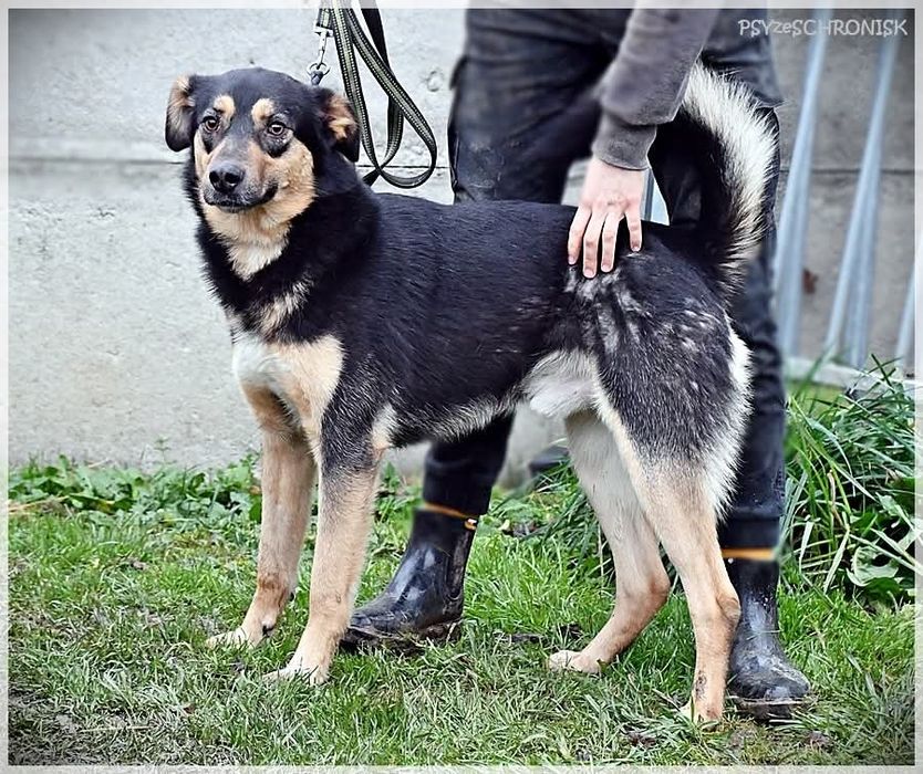 Hipek szuka domu
