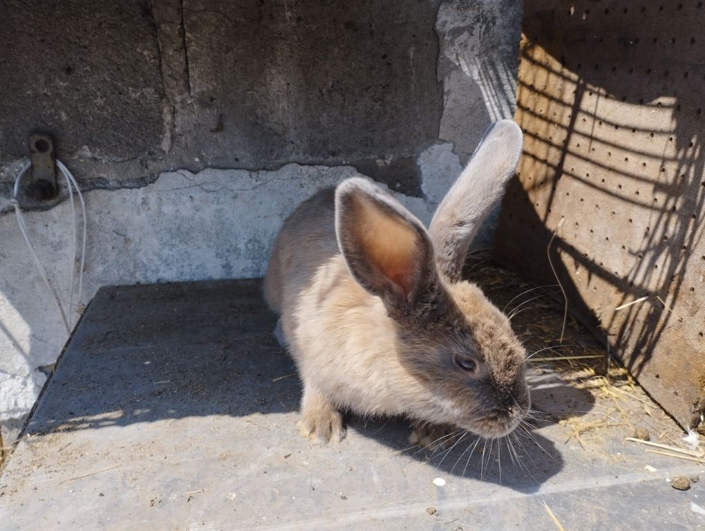 Samiec królika na sprzedaż