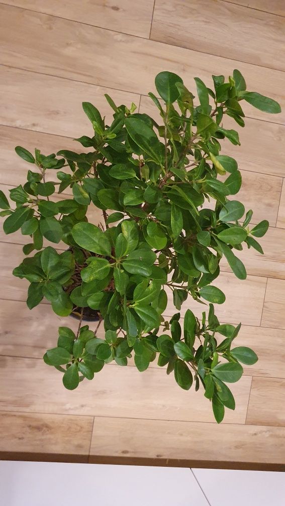 Fikus ficus kwiat