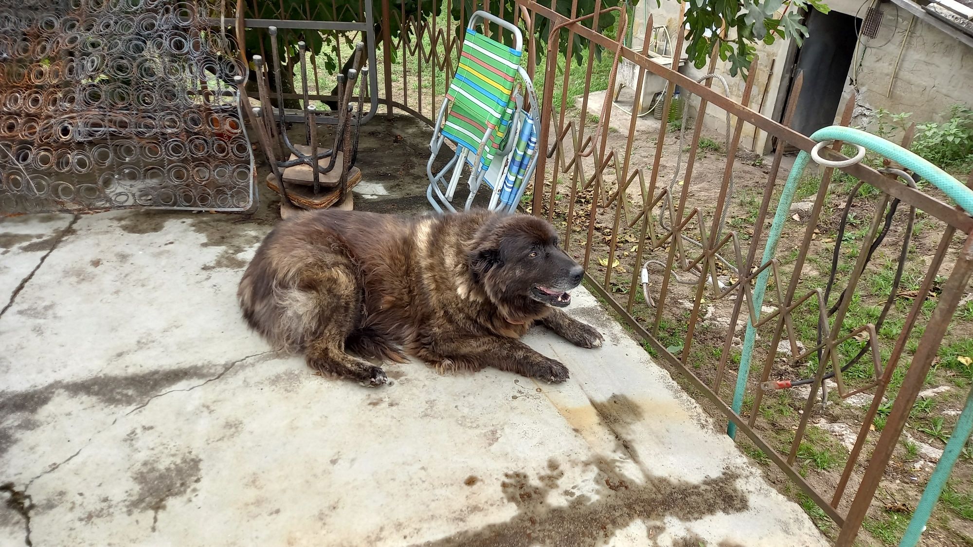 Doação casal cães Serra da Estrela