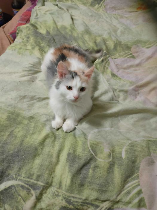 Чудесные котята девочки возраст около 4 месяцев ищут дом!