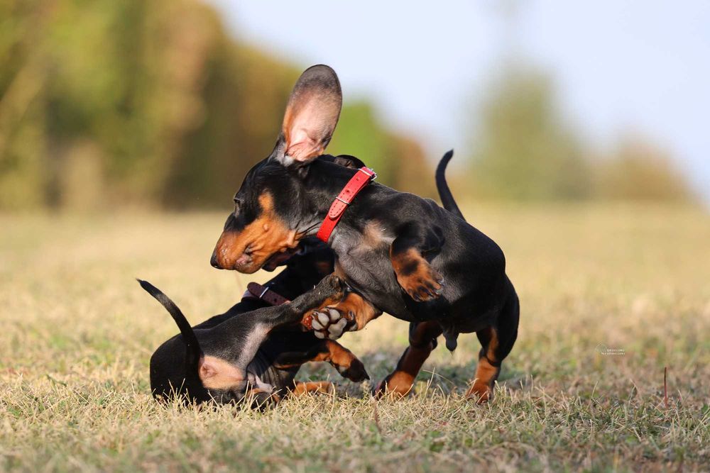 Jamnik Miniaturowy krótkowłosy piesek ZKwP FCI
