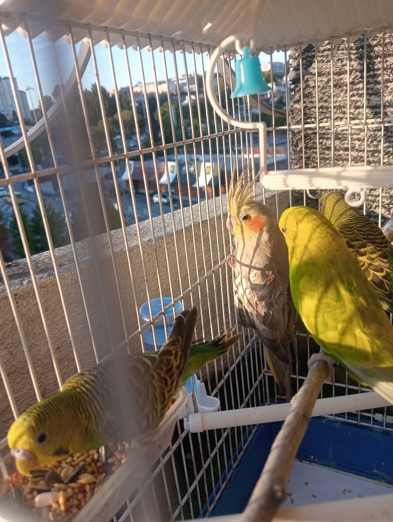 Caturra domésticado/criada a mão