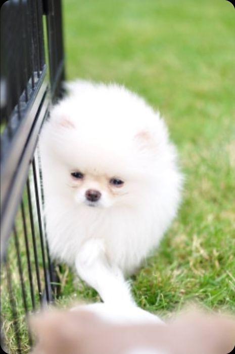 Pomeranian chłopak fci