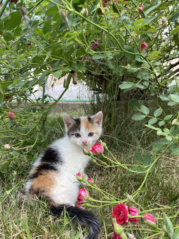 Кошенята,коти, котята