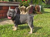 Buldog Francuski piesek Blue Tan, Lilac Tan