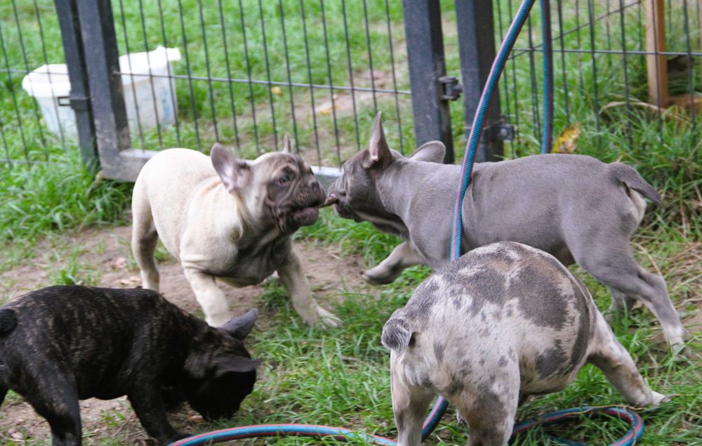 Buldog Francuski piękna dziewczynka Polecam