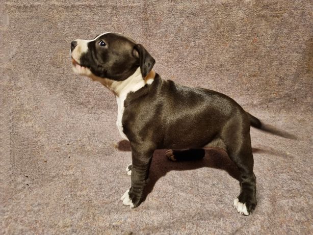 American Staffordshire Terrier- szczenięta