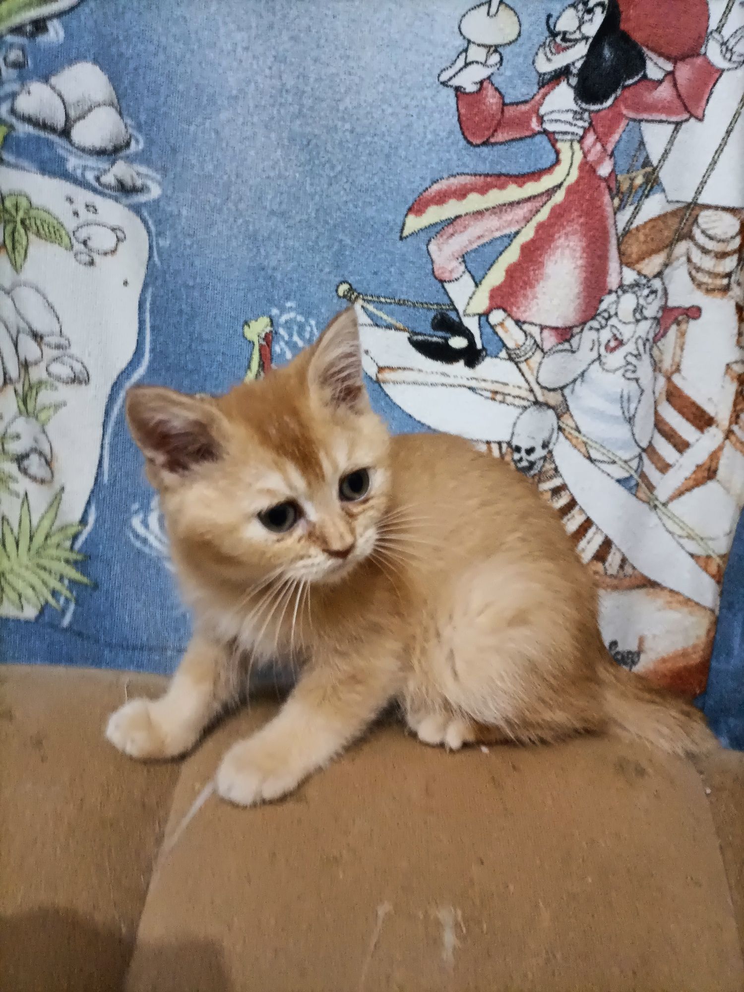British Shorthair amarelo Macho