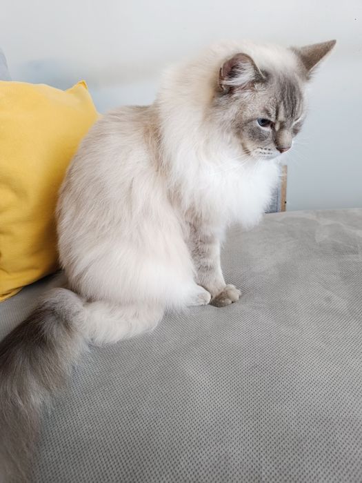 Oddam kota w dobre ręce ragdoll