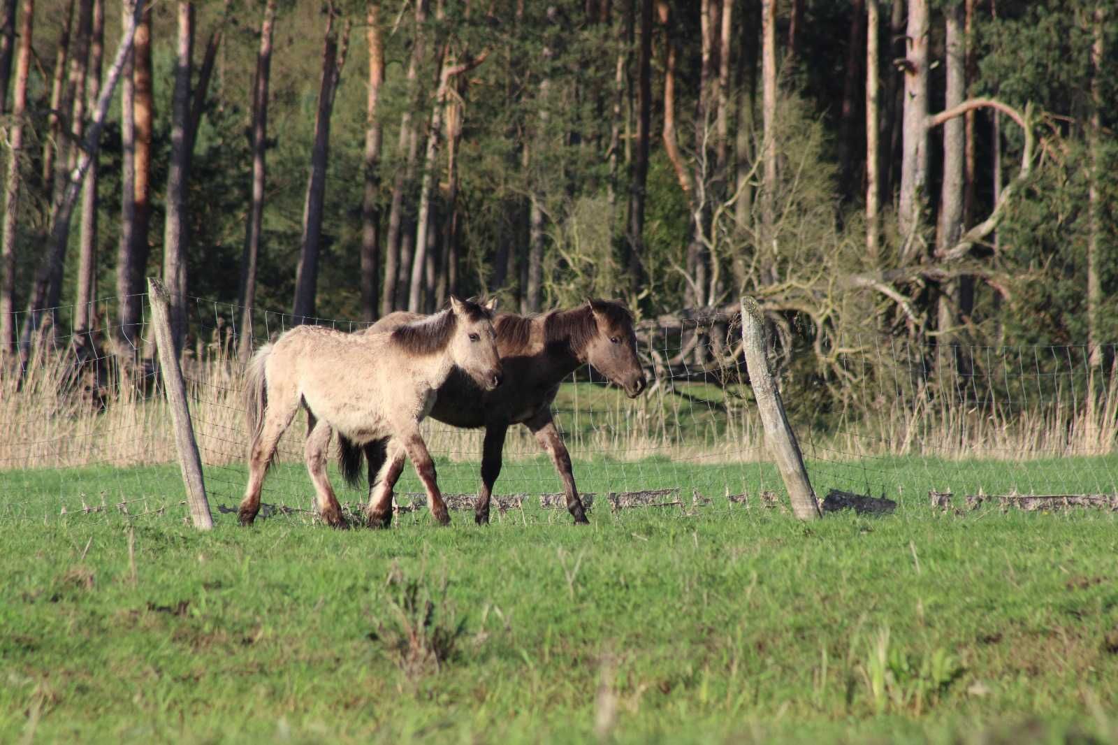 Roczne ogierki i klaczki konika polskiego z hodowli rezerwatowej