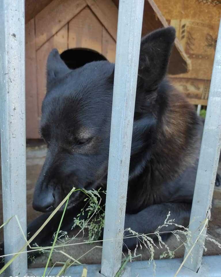 NIKA kochane maleństwo DO ADOPCJI