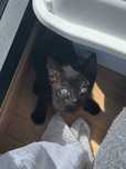 Gatinhos para adoção
