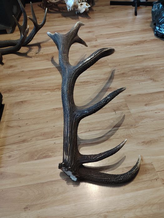 Poroże jelenia zrzuty mylkusy