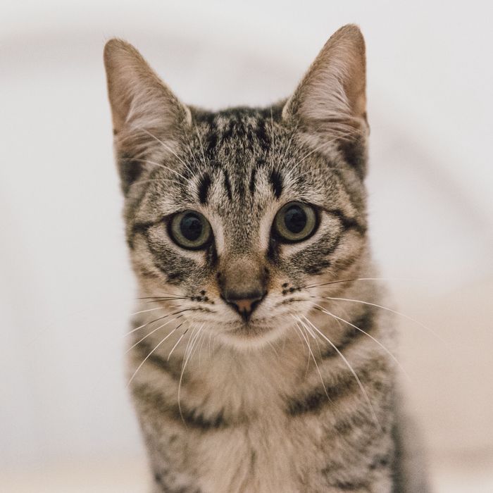 Gatinhos bebes para adoção responsavel