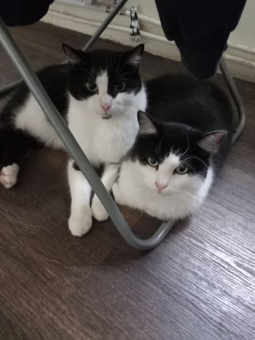 Rodzeństwo poleca się do adopcji