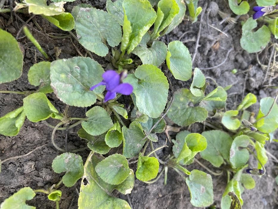 Фиалка лесная