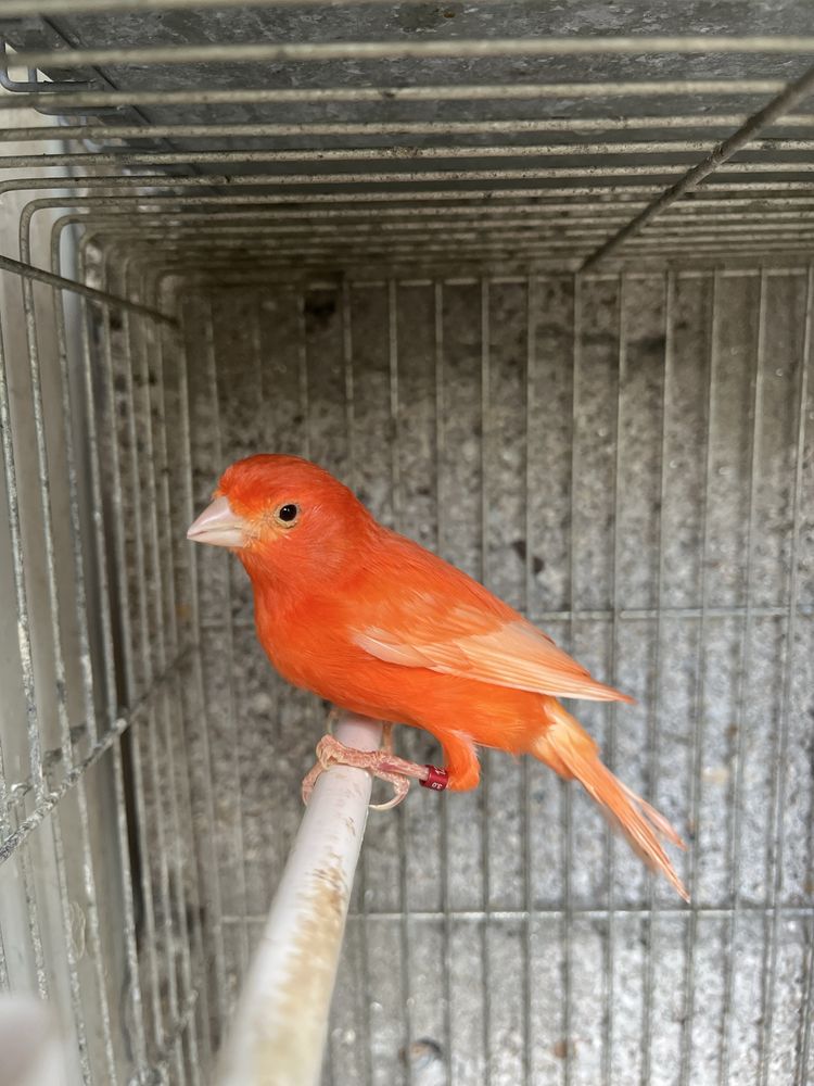 Vendo ou troco esta canária