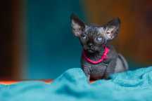 Murzynki ‼️ Czarne •  Sphynx • Przytulas Traktor • Tylko Kochać • Wawa