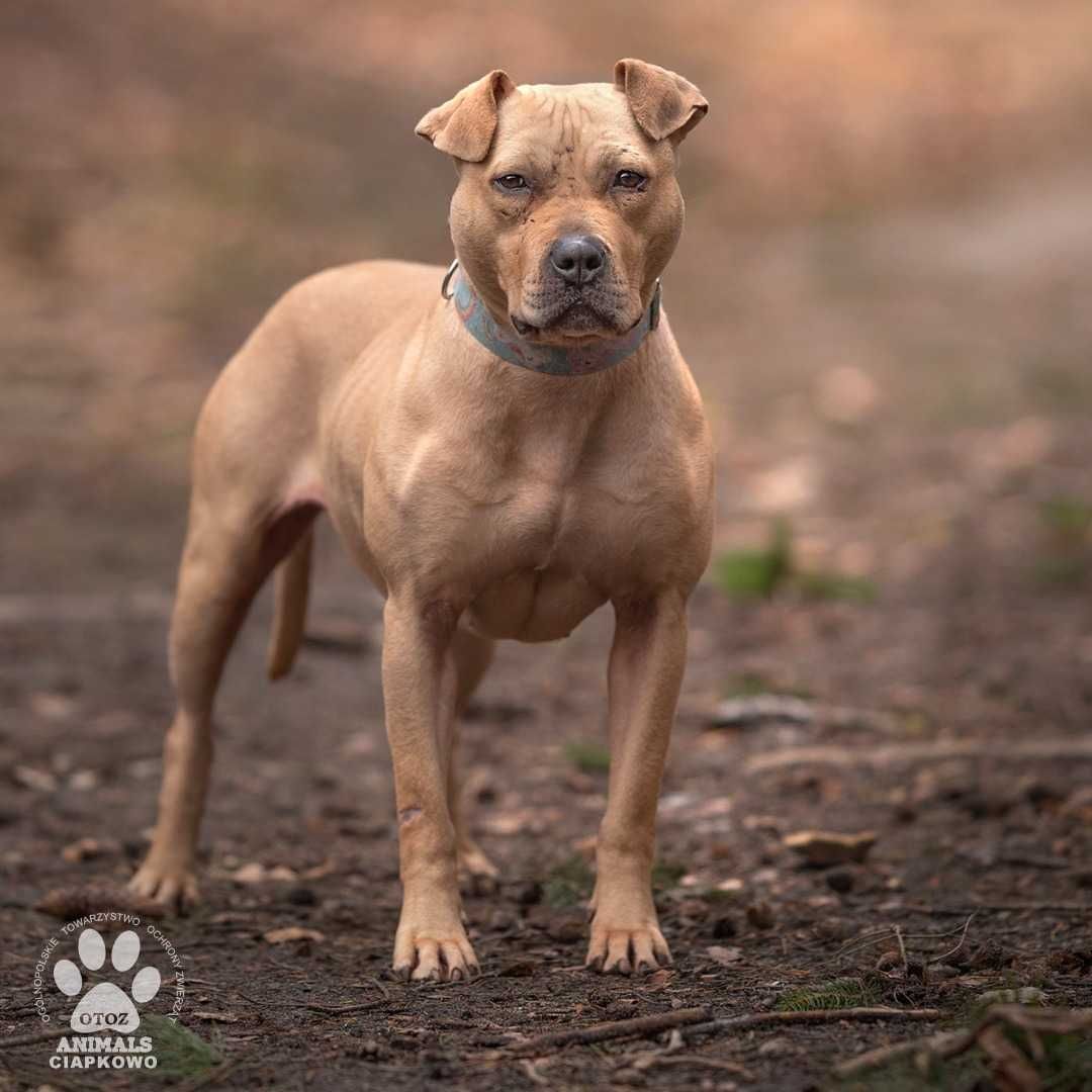 Czikita szuka doświadczonego domu! OTOZ Animals Schronisko Ciapkowo