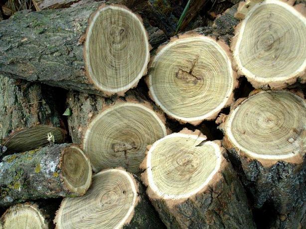 Топовые дрова твердых пород: идеальное топливо для вашего уюта!
