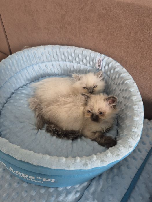 Kot brytyjski FPL point czekoladowy dlugowlosy