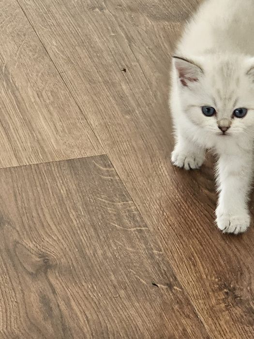 Macho Scottish Straight