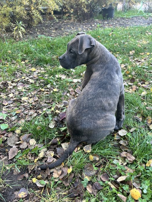 Suczki cane corso odbior