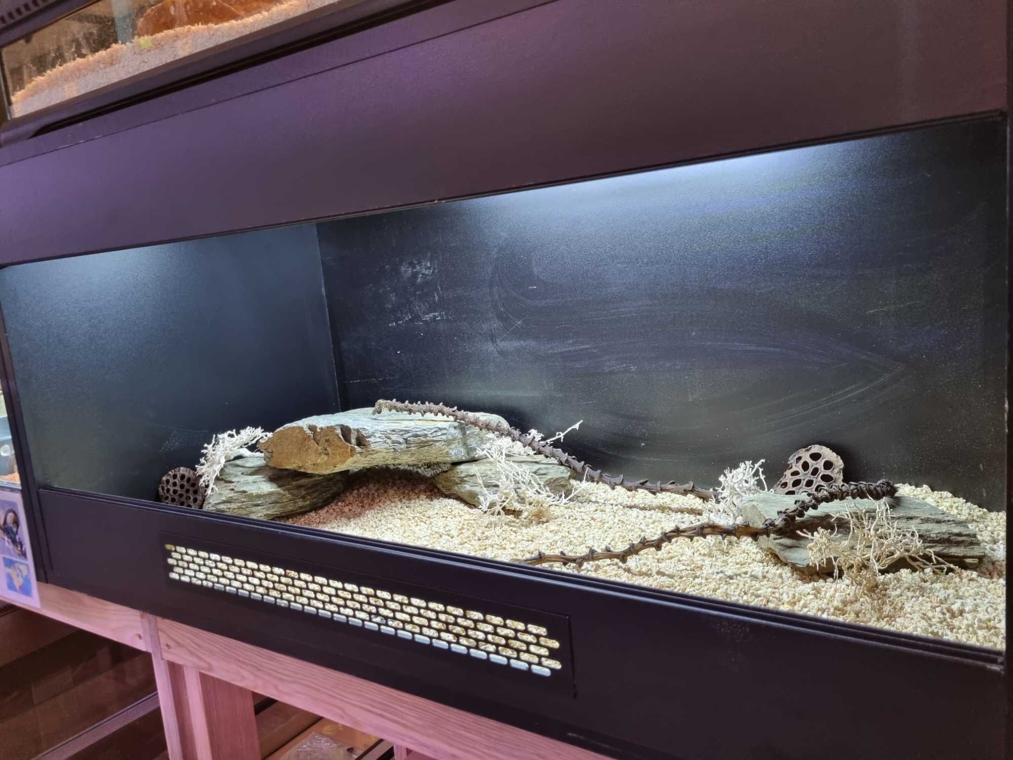 Terrarium 100x50x50 dla jaszczurki gekona węża