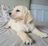 Golden Retriever- piesek!