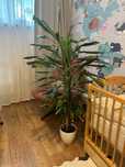 Efektowna palma dracena - oddam w dobre ręce