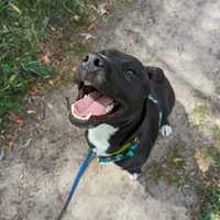 Hugo - pies w typie staffa do adopcji