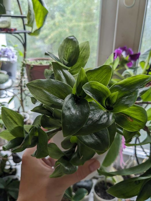 Традесканція зелена,рео