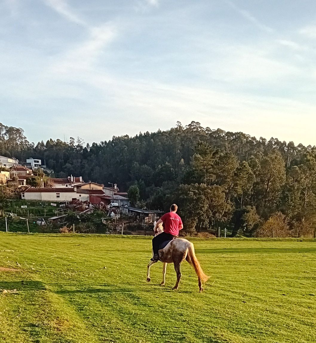 Vendo Egua Luso-Arabe