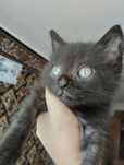 Кошенятко шукає сім'ю