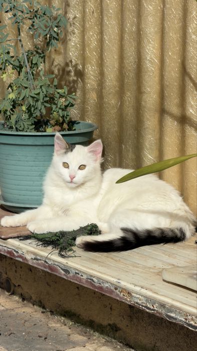 Gata jovem para adoção responsável