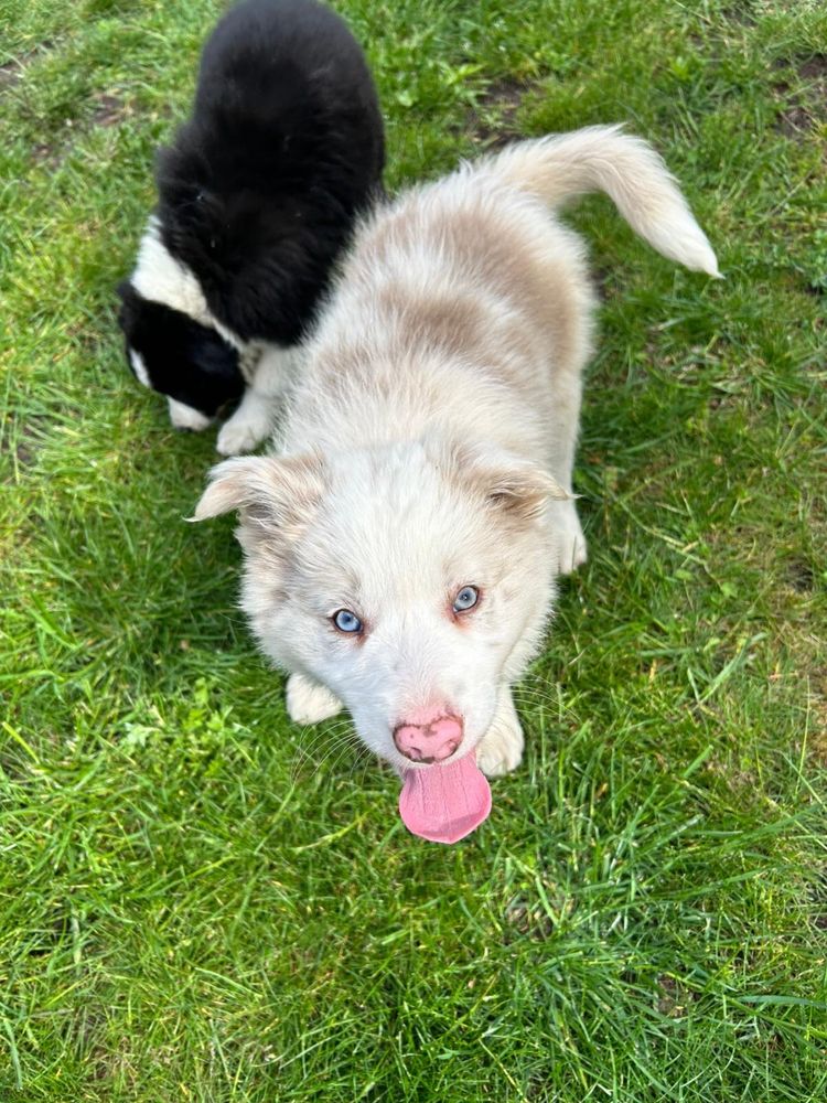 Border Collie Piesek, Red Merle