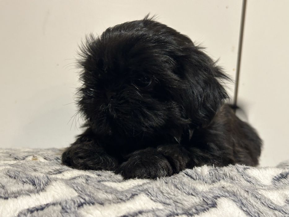 Czarny chlopczyk shih tzu DO ODBIORU