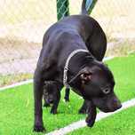 Pitbull terrier puppies for sale