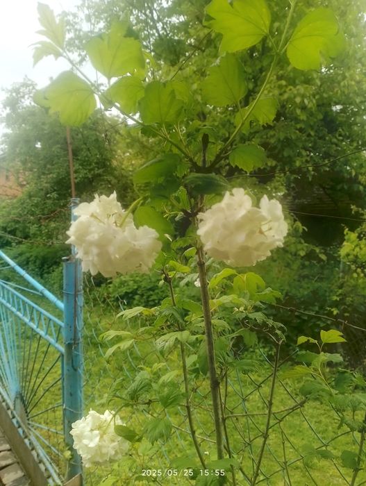 Продам вегейлу червону, гортензаї, піон древовидний, ірга, йошта