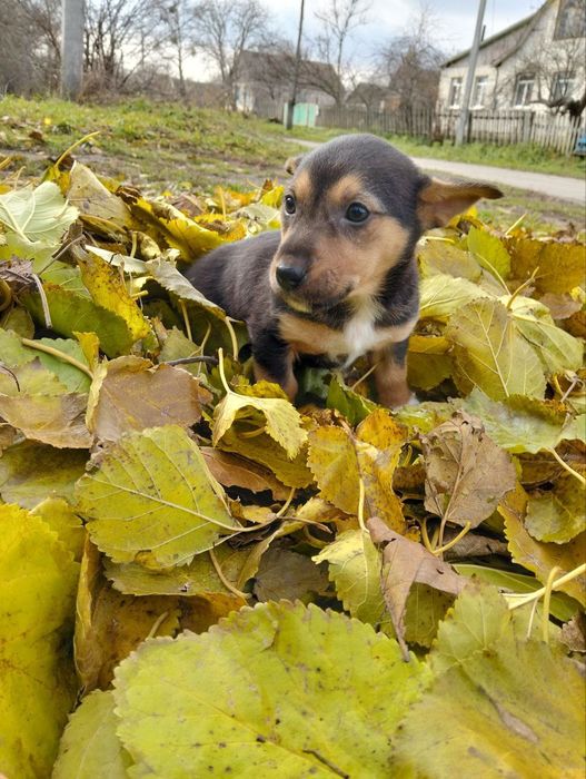 Два коротколапі хлопчики метиси