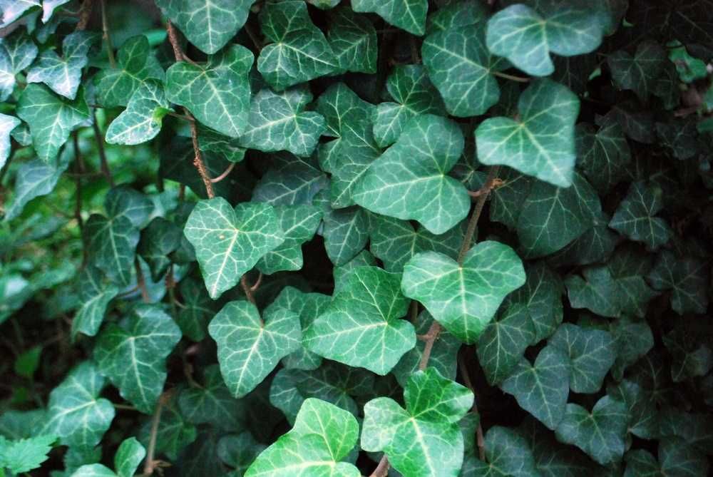 Bluszcz Pospolity 'Goldfinger' - Hedera Helix (25)