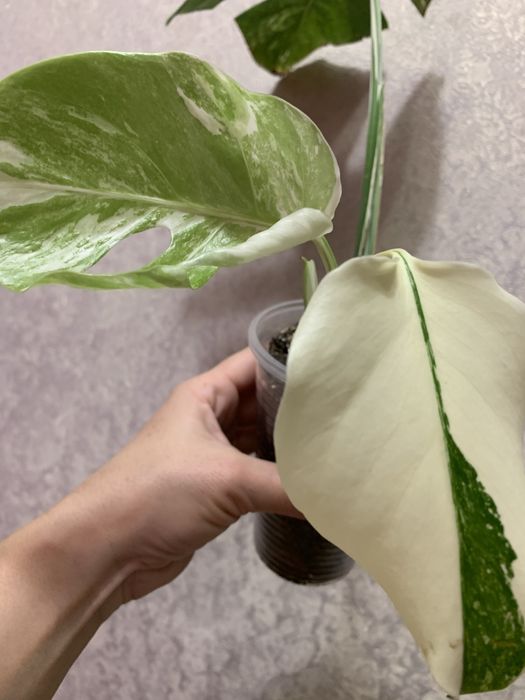 Продам монстеру Альба